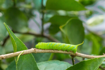 Image of Caterpillar of common nawab butterfly or Manduca rustica Caterpillar on nature background. Insect. Animal. Caterpillar green eating leaf and plant stem extreme closeup.  