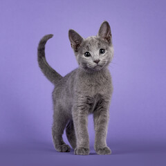 Sweet curious Russian Blue cat kitten, standing up facing front. Looking towards camera with cute...