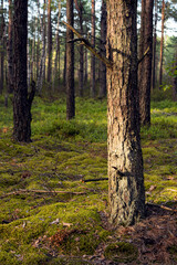 Autumn pine forest. Forest glade with fluffy moss on a sunny day.