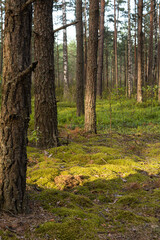 Fototapeta premium Autumn pine forest. Forest glade with fluffy moss on a sunny day.