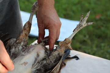Plucking chicken by hands.Live on the countryside.
