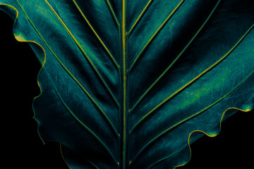 tropical palm leaf, dark nature background