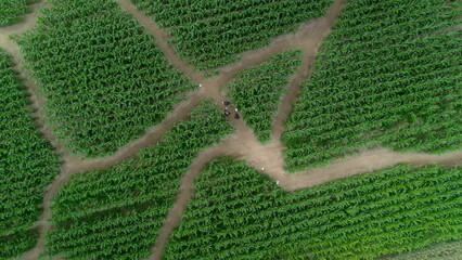 Aerial view of a group of friends wandering together in a corn field. A green maze from which people try to get out and find the right way before panic breaks out