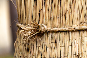 straw belt wrapped around pine trees to protect against pests.