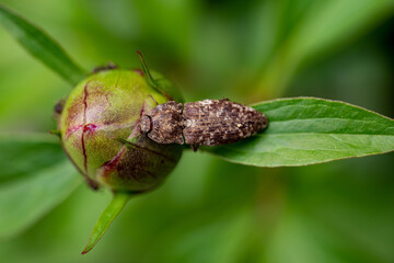 One of the Japanese click beetle - Agrypnus binodulus - has stayed on a bud of peony in Fukuoka city, JAPAN.