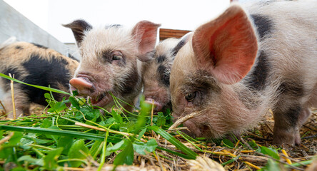 cute little kune kune pigs eating fresh grass
