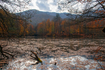 Autumn colors. Colorful fallen leaves in the lake. Magnificent landscape. Natonial Park.