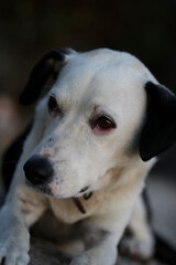 Obraz premium Cute white and black dog profile close up animal background high quality big size instant print