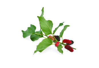  Mulberry fruits with green leaves isolated on white background.
