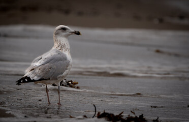 seagull on the beach