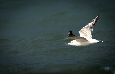 Fototapeta premium seagull in flight