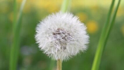 Fototapeta premium Pusteblume