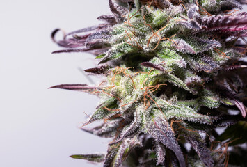 Marijuana background cannabis trichomes