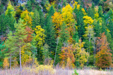 Herbst im Wald mit Laubwald und Laubbäumen