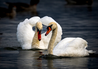 white swans on the lake