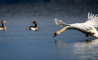 flying swan on the water