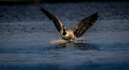goose in flight