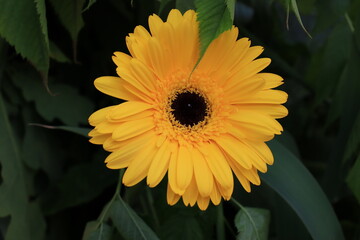 yellow gerber daisy