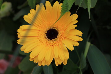 yellow flower in the garden