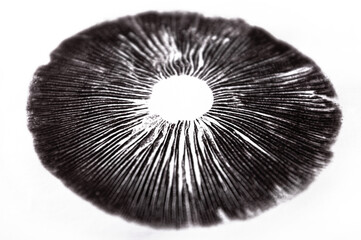 Mushroom Spore Print