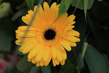 yellow flower