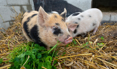 cute little kune kune pigs eating fresh grass