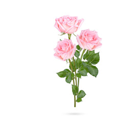 Rose with leaves isolated on white background
