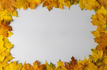 Naklejka na ściany i meble Border frame of bright autumn maple leaves on white background