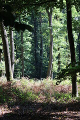 Wald