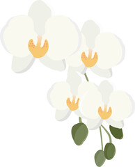 minimal flat style white Phalaenopsis orchid flower bouquet