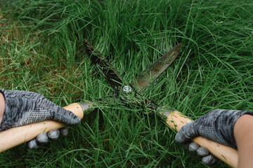 Hand is cutting grass with a shear