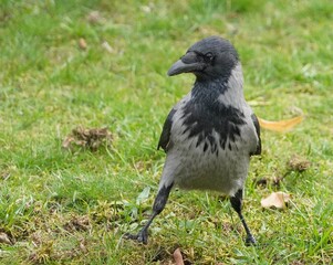 crow on the grass