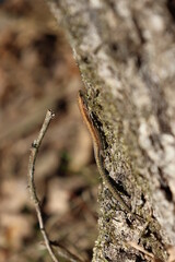 Farbwechselnde Waldeidechse sonnt sich auf einem Baum 