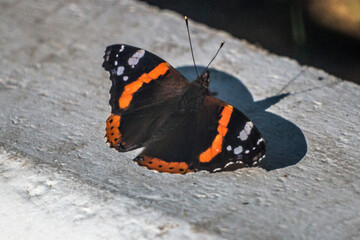 Fototapeta na wymiar Multi-colored butterfly Admiral sits on a concrete curb close-up 