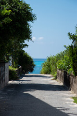 エメラルドグリーンの海に続く両側に緑のある道