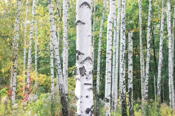 Zelfklevend Fotobehang Beautiful birch trees in autumn © yarbeer