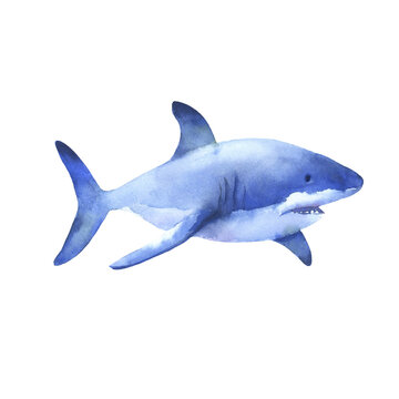 Great white shark watercolor illustration. Underwater creature isolated on white. Hand drawn sea animal