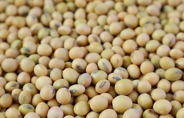 Closeup of pile of dried soybeans for backdrop or banner