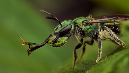 Fototapeta premium A green fly drinking water perched on a green leaf
