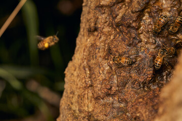 Honeycomb on a tree trunk