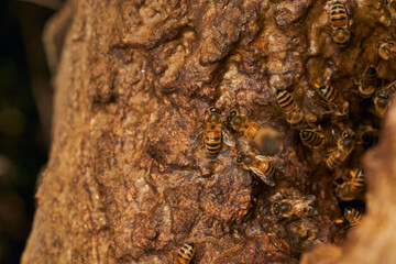 Honeycomb on a tree trunk