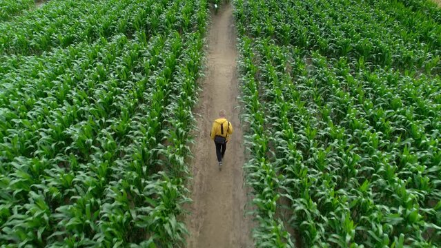 Young Man Walks In The Middle Of A Corn Maze, Looking For A Way Out To Escape Himself While Wearing A Yellow Jacket. The Following View From Above