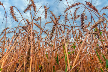 Fototapeta premium Golden Cereal field with ears of wheat,Agriculture farm and farming concept.Harvest.Wheat field.Rural Scenery.Ripening ears.Rancho harvest Concept.Ripe ears of wheat.Cereal crop.Bread, rye and grain