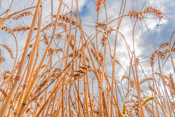 Golden Cereal field with ears of wheat,Agriculture farm and farming concept.Harvest.Wheat field.Rural Scenery.Ripening ears.Rancho harvest Concept.Ripe ears of wheat.Cereal crop.Bread, rye and grain