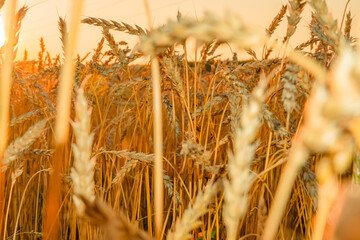 Golden Cereal field with ears of wheat,Agriculture farm and farming concept.Harvest.Wheat...