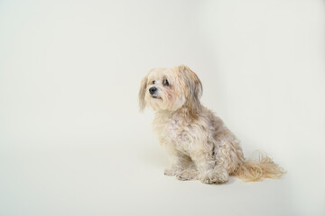 Rassehund hund hunderasse weiß langes fell klein malteser