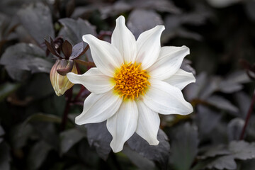 Dahlie Einzelblüte makro