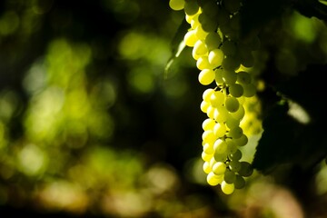 Closeup shot of riesling grapes on the vine under sunlight with blurred background of bokeh effect