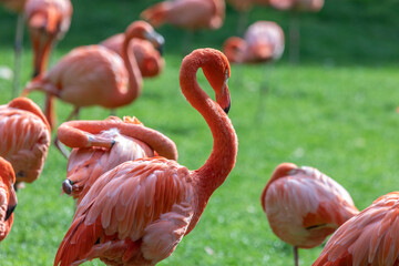 Flamingos im Tierpark