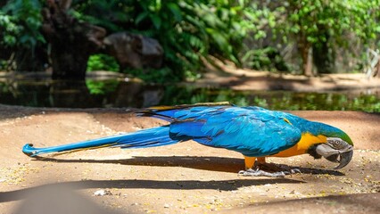 Blue-and-yellow macaw (Ara ararauna) eating seeds from the ground on a sunny day © Morada Nômade/Wirestock Creators